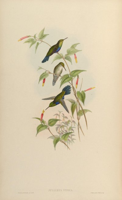 Juliamyia typica = Damophila juliae by John Gould